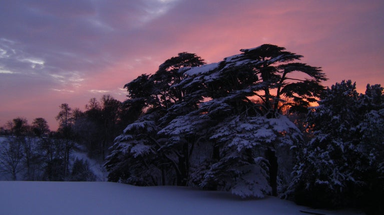 Cedar trees set against a pink winter sky with snow on the ground & branches Upton House & Gardens Warwickshire